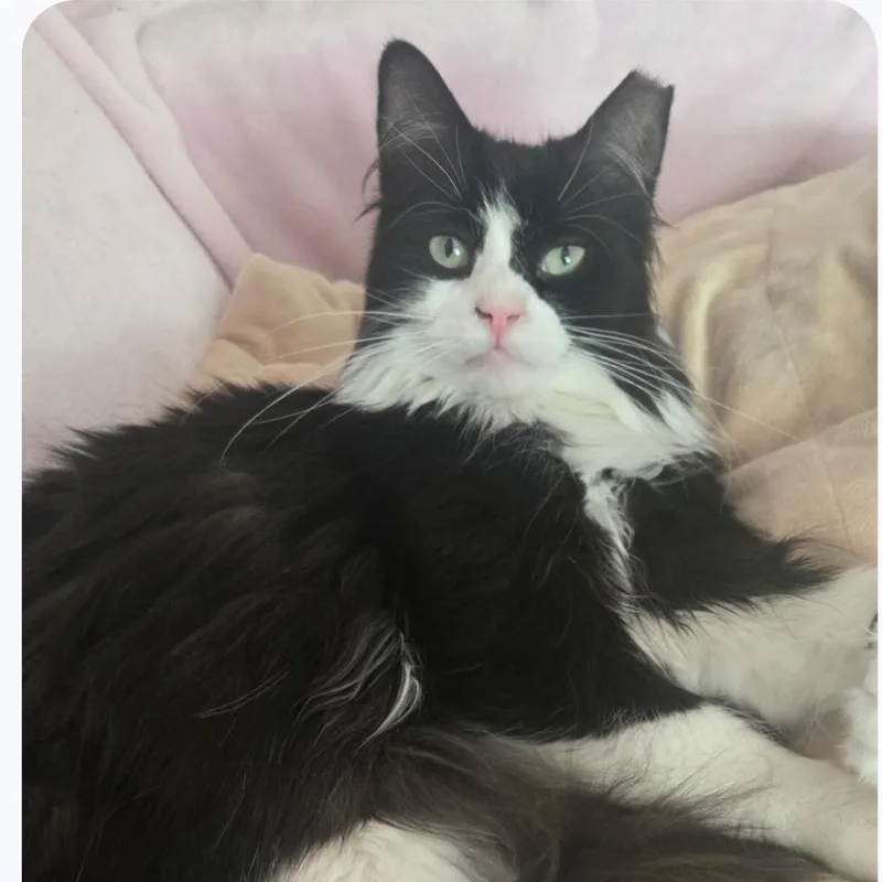 An adult medium-sized female Domestic Long Hair cat named Sophie for adoption in Wyandotte, MI