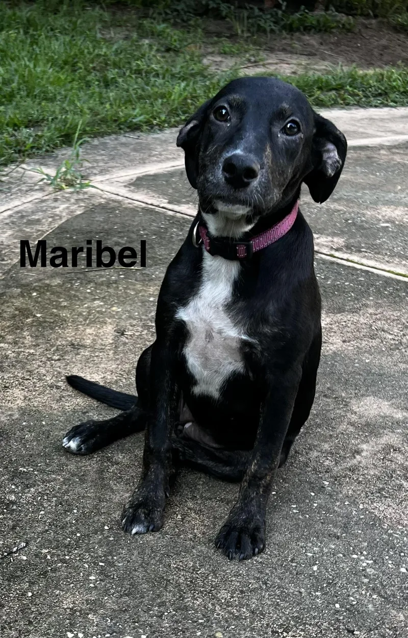 Maribel