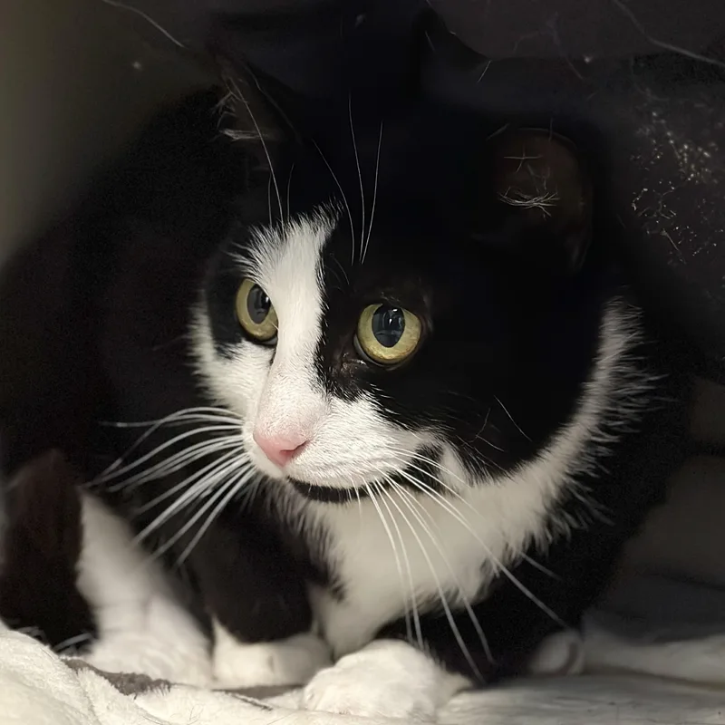 An adult medium-sized female Black & White / Tuxedo Domestic Short Hair cat named Sissy for adoption in Victor, NY