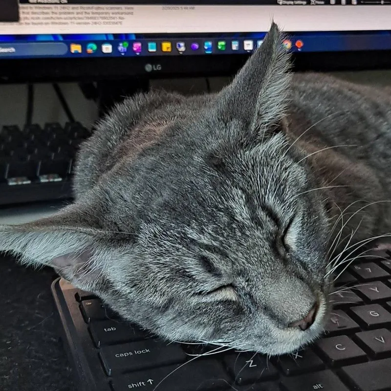 A baby medium-sized male Tabby (Gray / Blue / Silver) Domestic Short Hair cat named Rico for adoption in Queen Creek, AZ