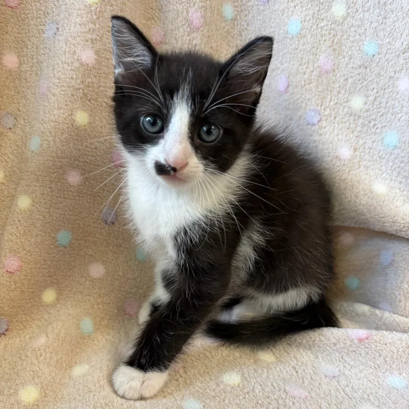 A baby small-sized male Black Domestic Short Hair cat named Blake for adoption in Mount Juliet, TN