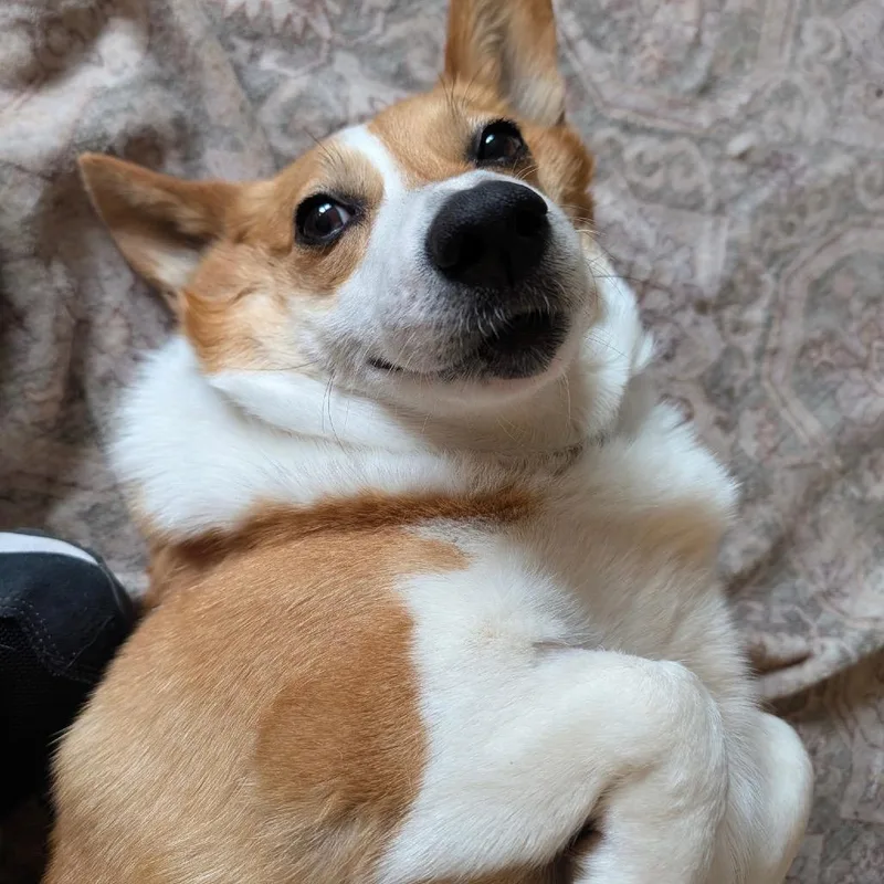 An adult medium-sized female Red / Chestnut / Orange Corgi dog named Clementine for adoption in Sinking Spring, PA