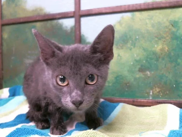 A baby small-sized male Domestic Short Hair cat named Mike for adoption in Houston, TX