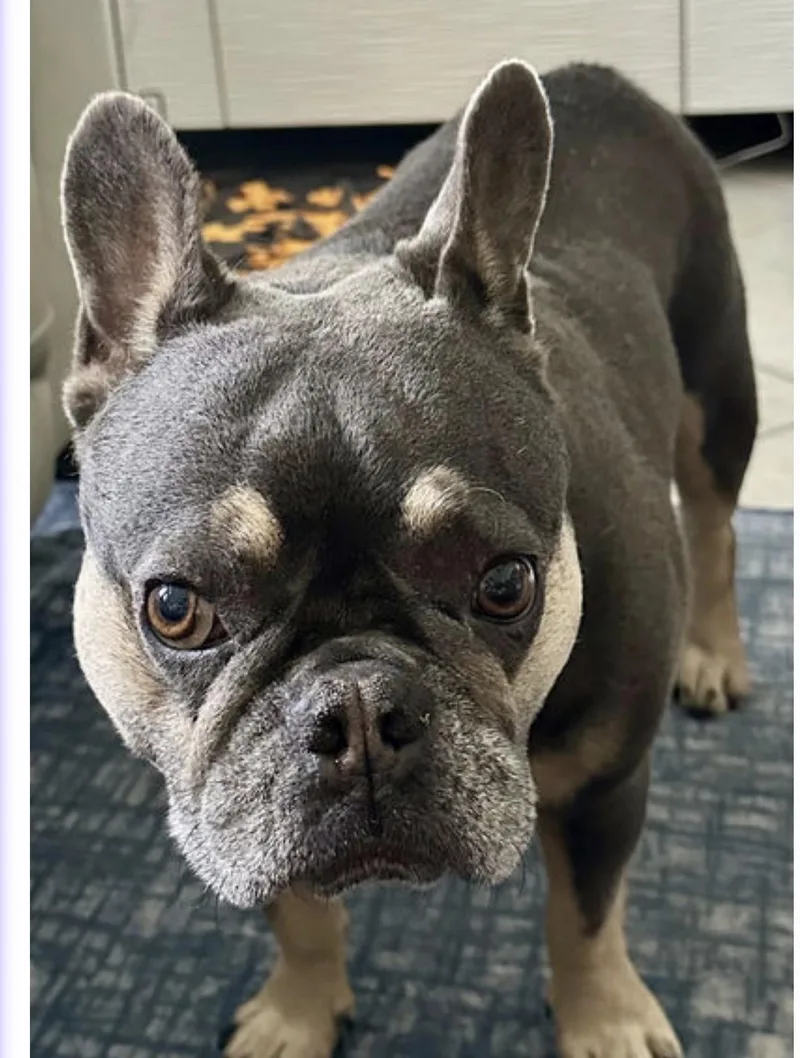 An adult medium-sized male French Bulldog dog named Bo for adoption in PALM BAY, FL