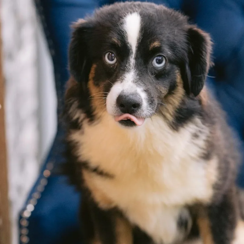 A young small-sized female Australian Shepherd dog named Candace for adoption in Zionsville, IN