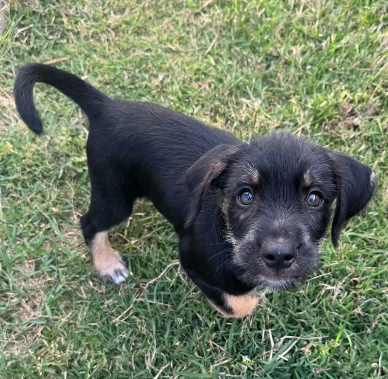 A baby medium-sized male Black Schnauzer dog named Toby for adoption in Calera, AL
