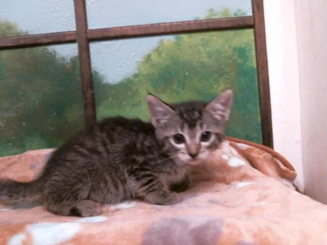 A baby small-sized female Domestic Short Hair cat named Lily for adoption in Houston, TX