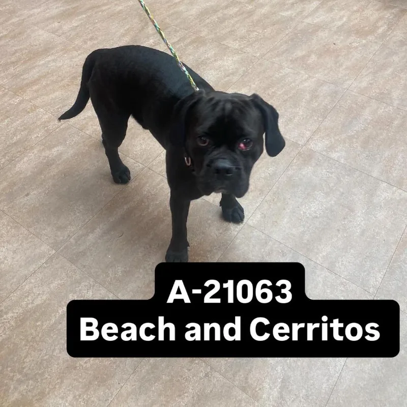 An adult small-sized male Black Beagle dog named Silver for adoption in Westminster, CA