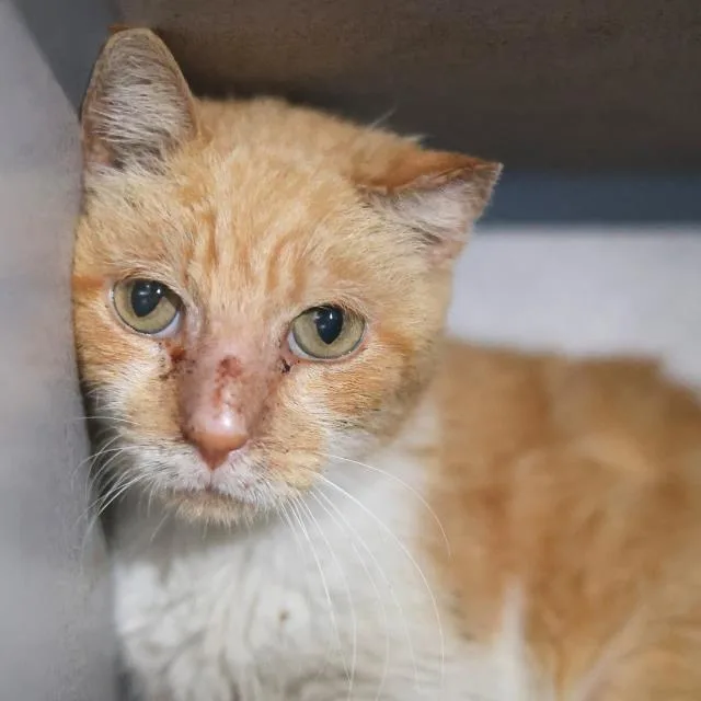 A young medium-sized male Domestic Short Hair cat named Tiger for adoption in San Antonio, TX