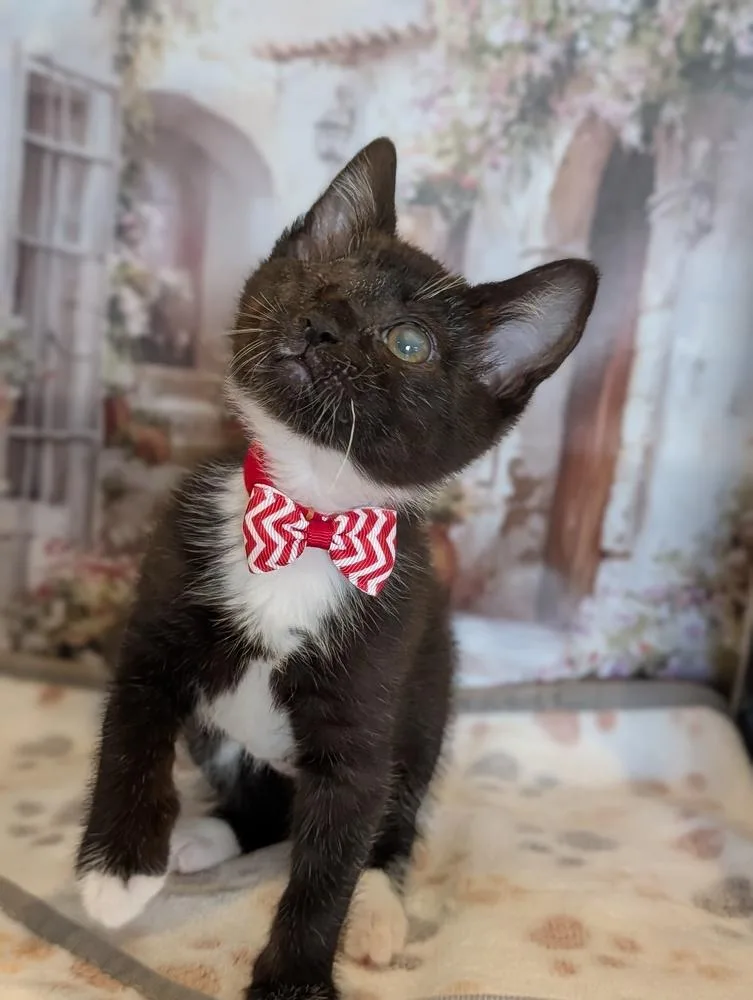 A baby small-sized female Black & White / Tuxedo Domestic Short Hair cat named Mirabel for adoption in Fremont, CA