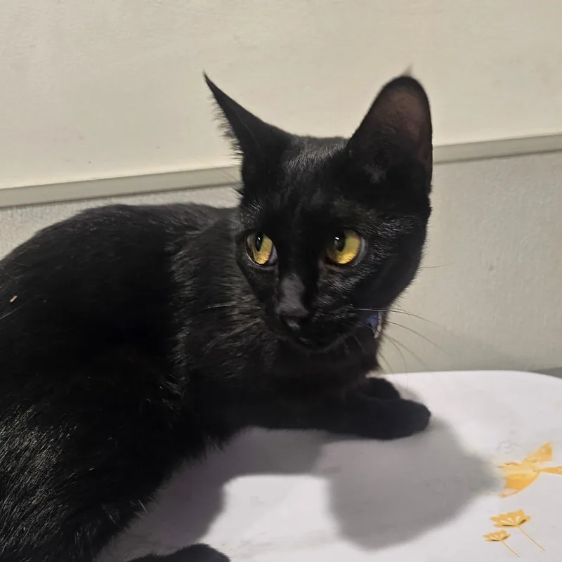An adult medium-sized female Black Domestic Short Hair cat named Chevelle for adoption in Tampa, FL