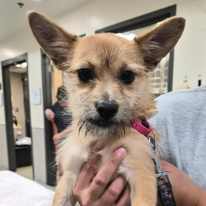 A young small-sized male White / Cream Mixed Breed dog named Corn Nugget for adoption in Jacksonville, FL