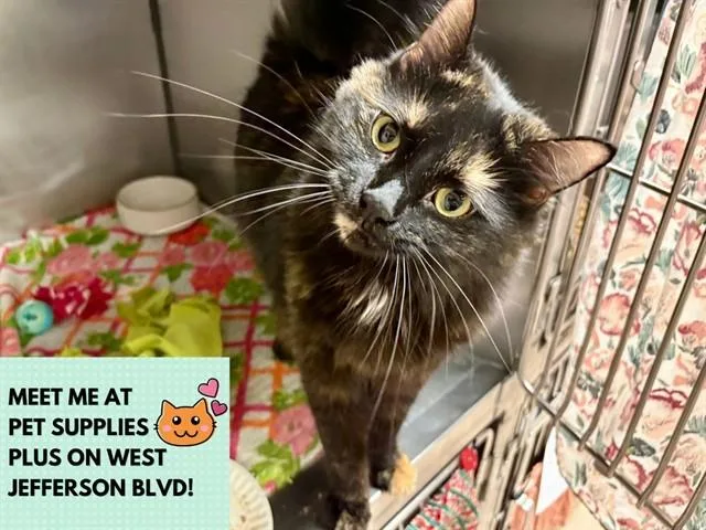 A young small-sized female Domestic Medium Hair cat named Marissa for adoption in Fort Wayne, IN
