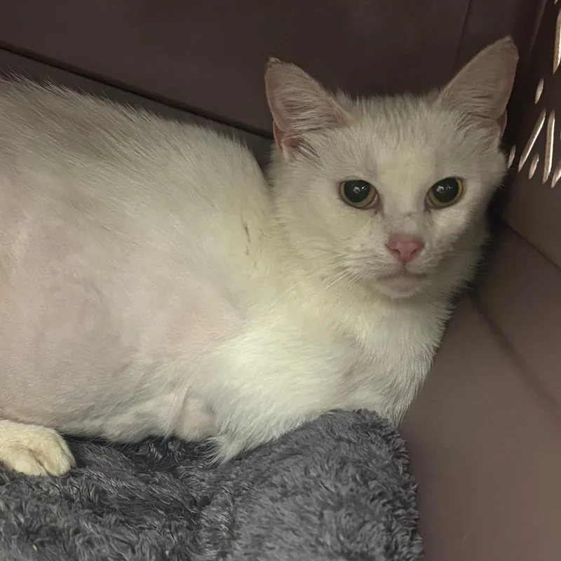 An adult medium-sized female White Domestic Short Hair cat named Mirror for adoption in Indianapolis, IN