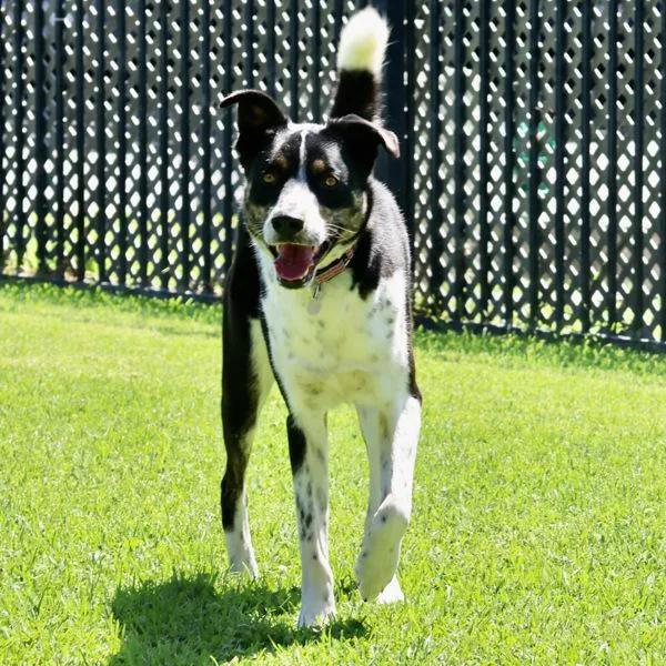 A young large-sized male Border Collie dog named Arlo for adoption in Dublin, CA