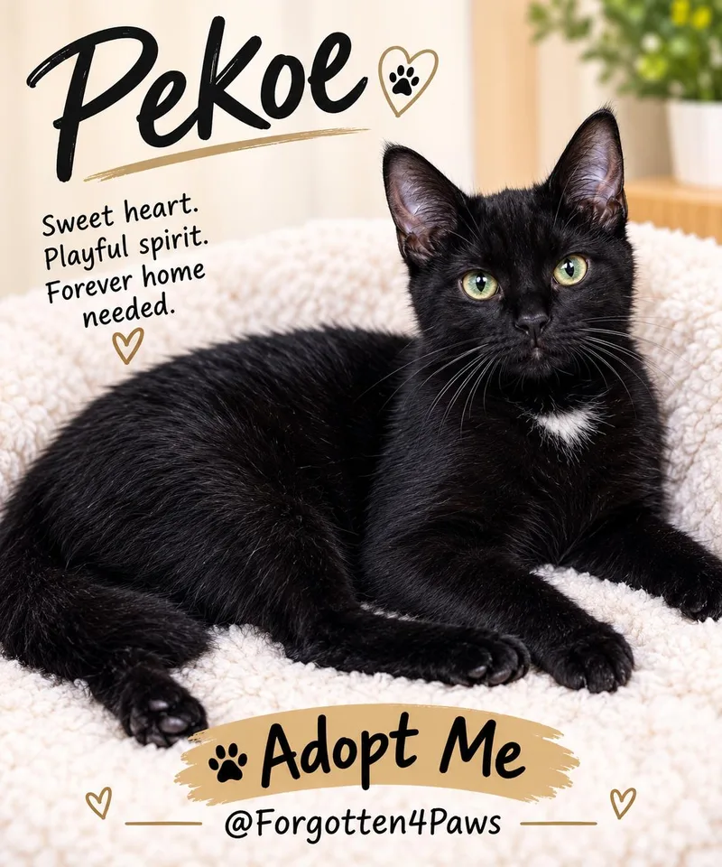 A baby medium-sized male Black Domestic Short Hair cat named Pekoe for adoption in Pickerington, OH