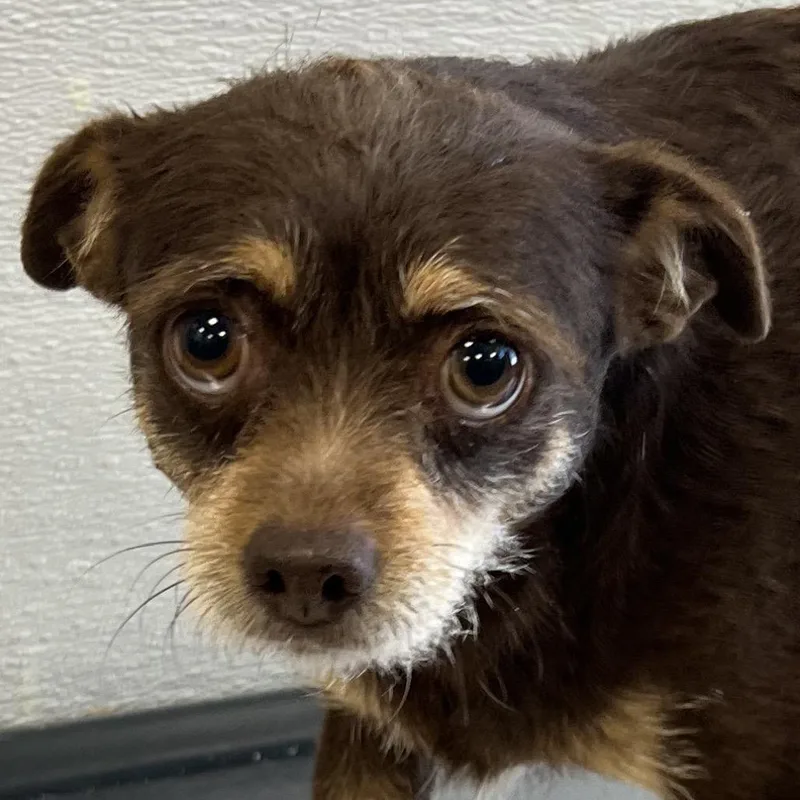 An adult small-sized female Mixed Breed dog named 112404 for adoption in Las Cruces, NM