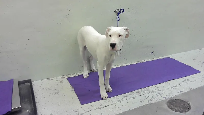 A young large-sized female American Staffordshire Terrier dog named Luna for adoption in Houston, TX
