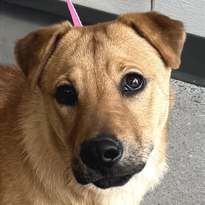 A young medium-sized female Yellow / Tan / Blond / Fawn Mixed Breed dog named Savannah for adoption in Las Cruces, NM