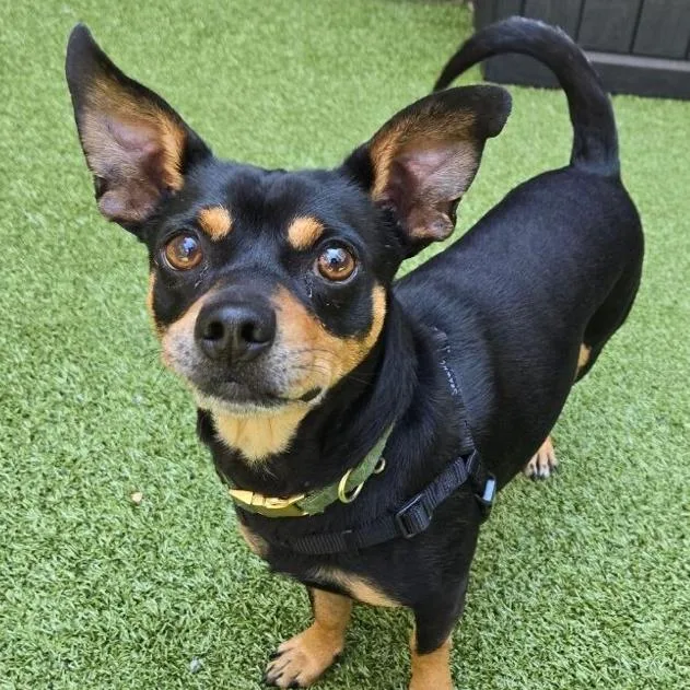 An adult small-sized male Black Chihuahua dog named Milo for adoption in New York, NY
