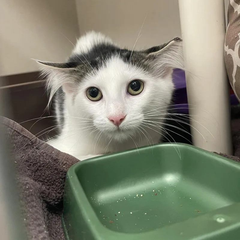 A baby small-sized female Brown / Chocolate Domestic Medium Hair cat named Gigi for adoption in Mentor, OH