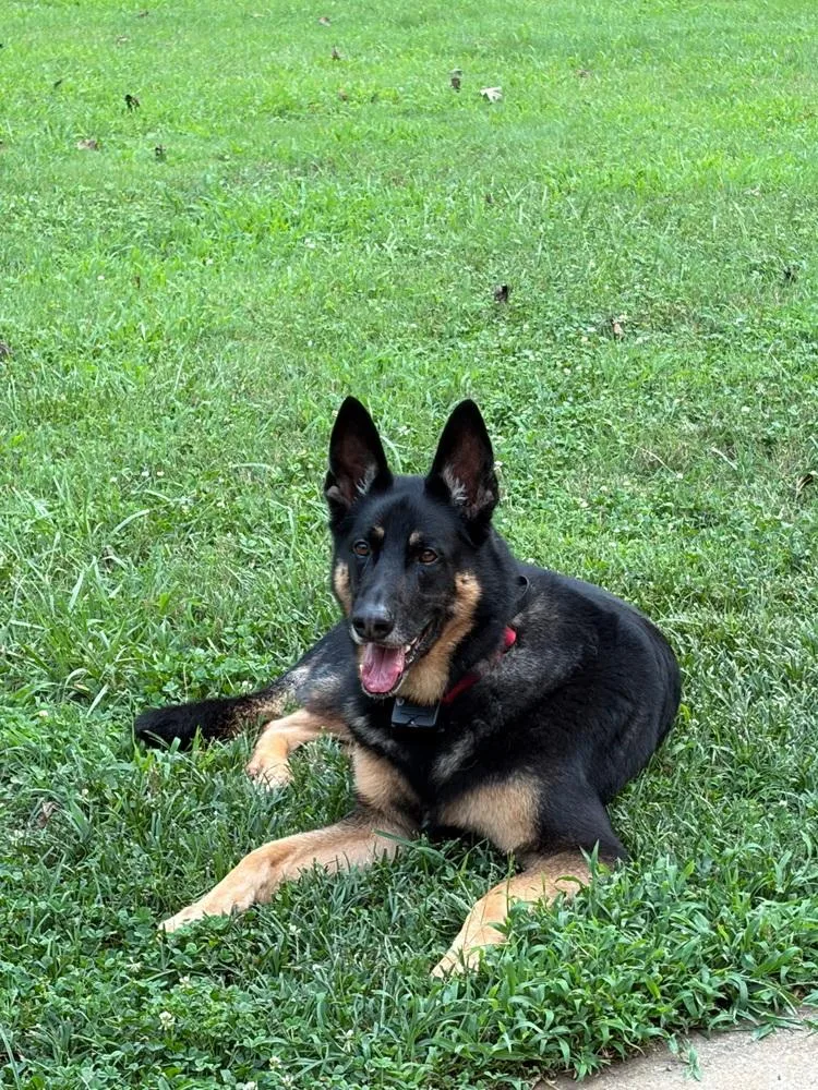 An adult large-sized male German Shepherd Dog dog named Sarge for adoption in Chattanooga, TN