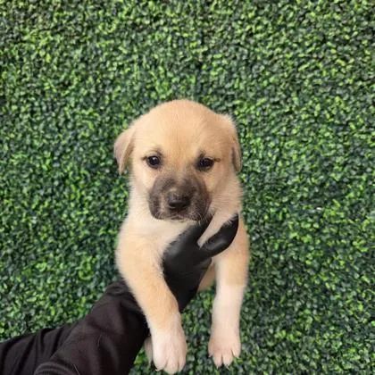 A baby small-sized female Yellow / Tan / Blond / Fawn Shepherd dog named 60790247 for adoption in El Paso, TX