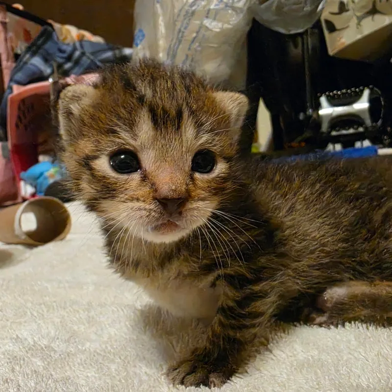 A baby small-sized male Brown / Chocolate Domestic Short Hair cat named Bacon for adoption in Columbia, MO