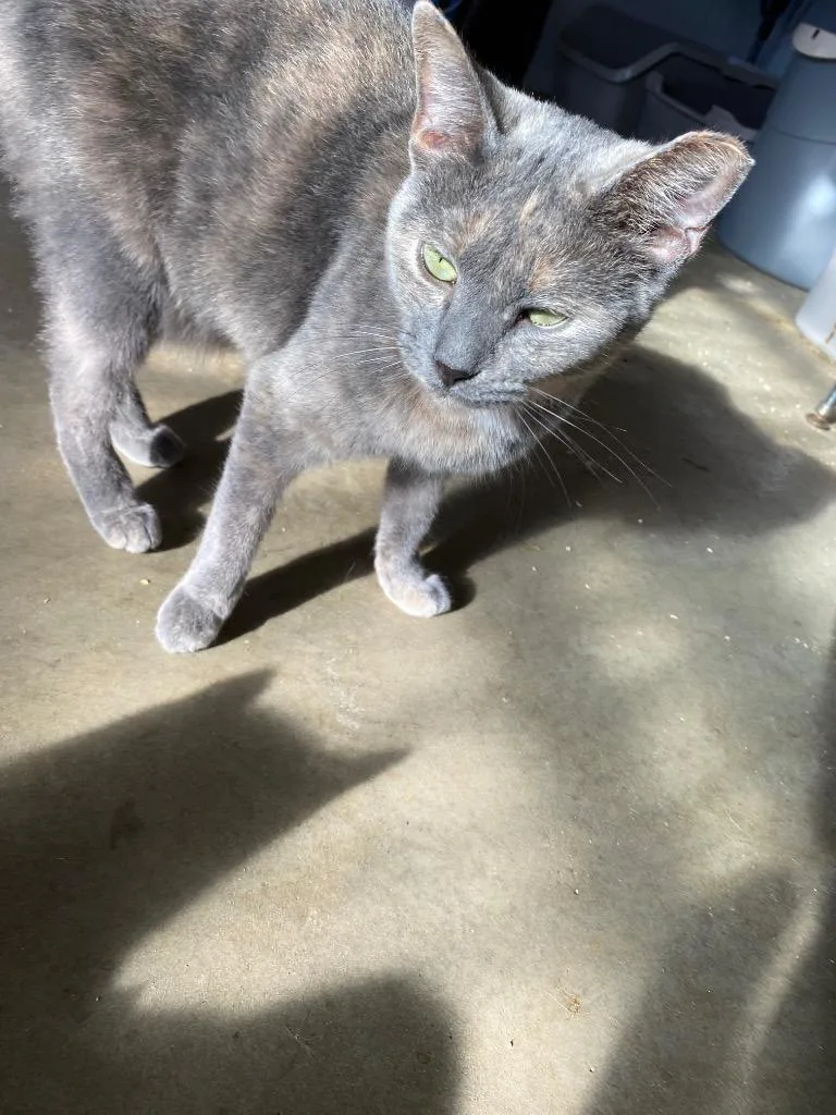 An adult medium-sized female Domestic Short Hair cat named Opal for adoption in Portland, IN