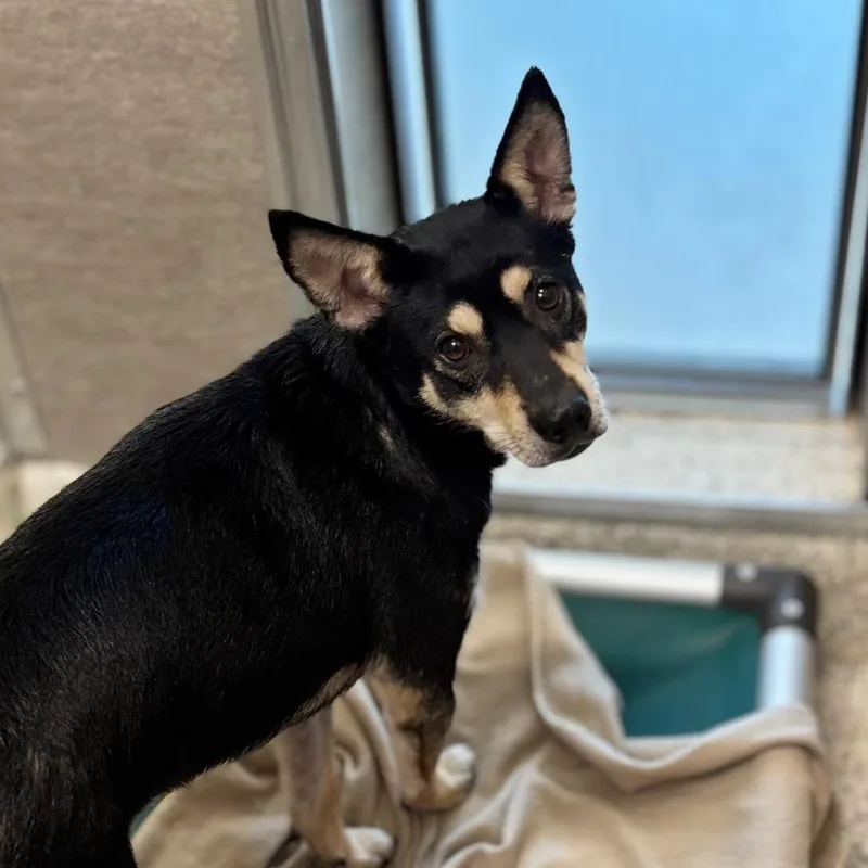 An adult medium-sized female Black Shepherd dog named Harley for adoption in Nashville, IN