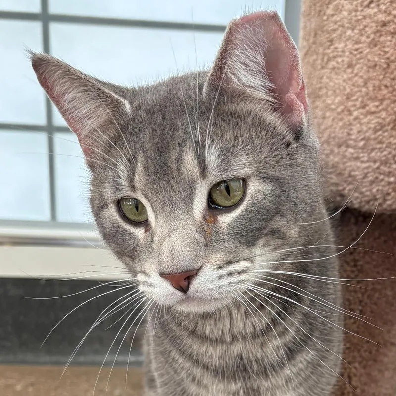 Cinnamon Toast Crunch thumbnail 2