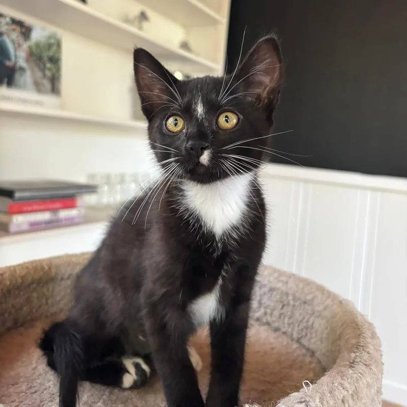 A baby small-sized female Black Domestic Short Hair cat named Betty for adoption in Santa Rosa, CA