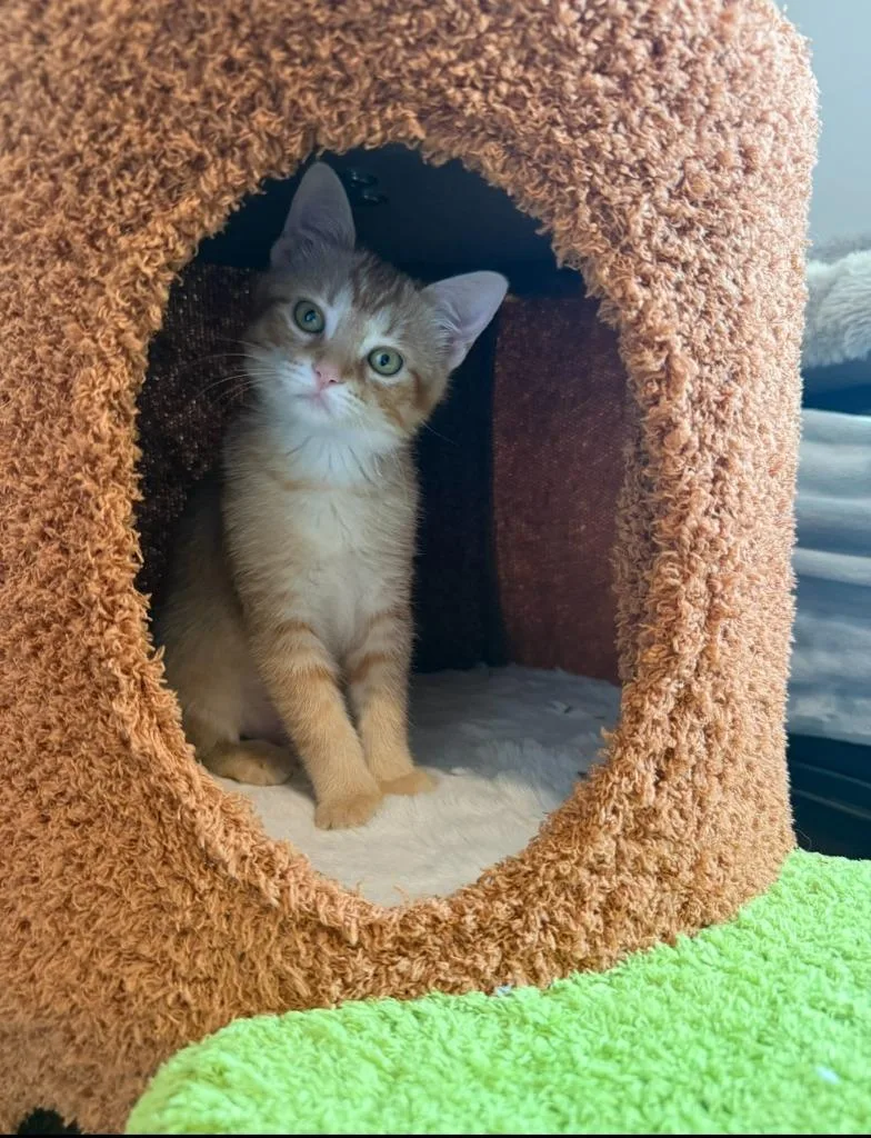 A baby medium-sized female Domestic Short Hair cat named Tango for adoption in Salt Lake City, UT