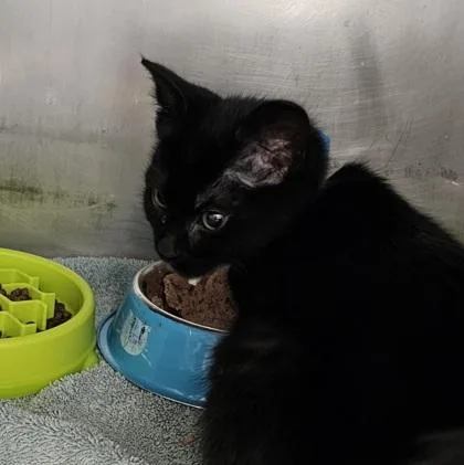 A young small-sized female Domestic Short Hair cat named Quevo Blue Collar for adoption in Scotia, NY