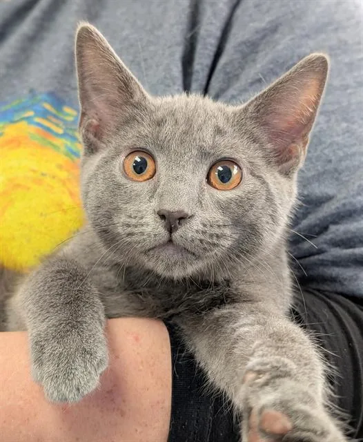 A baby small-sized male Domestic Short Hair cat named Jif for adoption in Canfield, OH