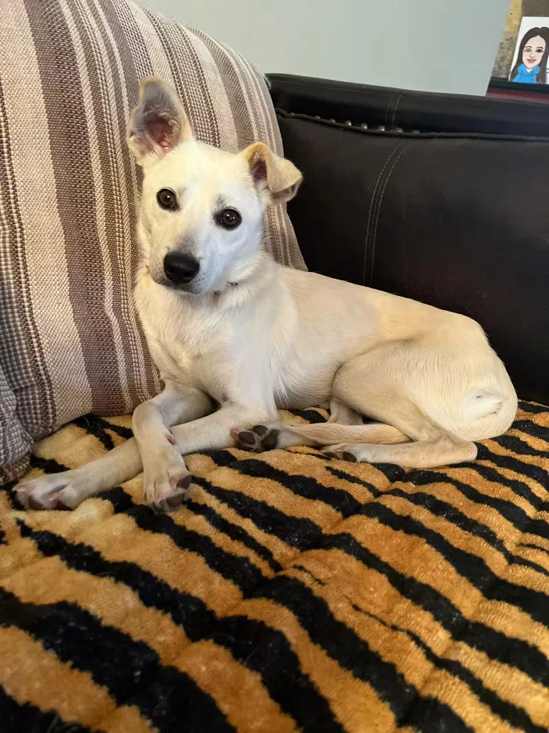 A young small-sized female White / Cream Mixed Breed dog named Snowy for adoption in Oceanside, CA
