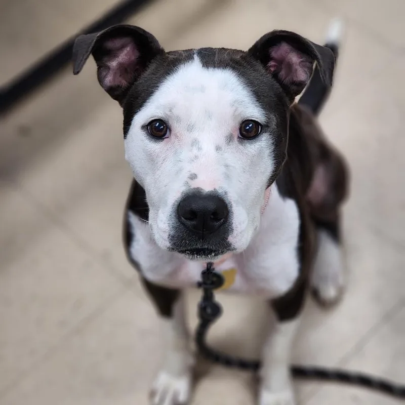 An adult medium-sized female Black Mixed Breed dog named Kayla for adoption in Auburn, AL