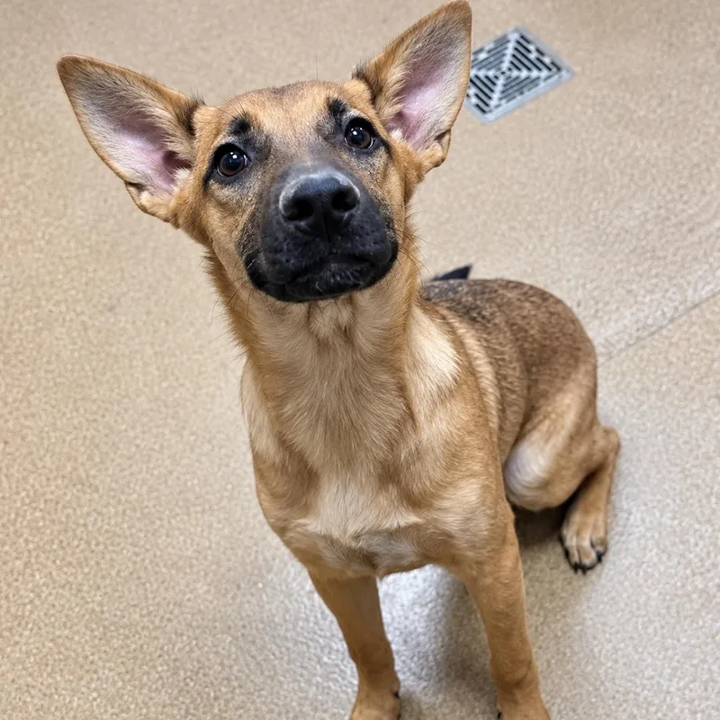 A young medium-sized female Shepherd dog named Mia for adoption in Duxbury, MA