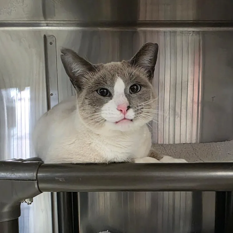 An adult small-sized male Cream / Ivory Domestic Short Hair cat named Jersey for adoption in Falls Church, VA