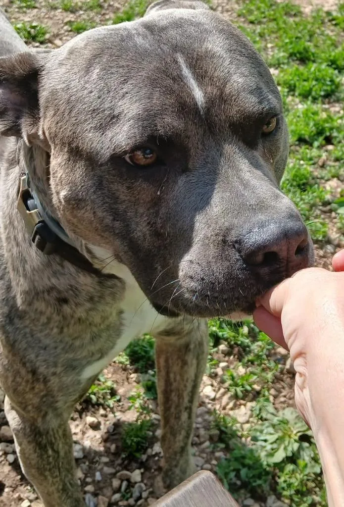 A young extra large-sized male Staffordshire Bull Terrier dog named Samson for adoption in Crocker, MO