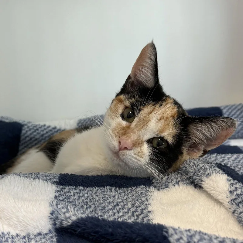A baby medium-sized female Domestic Short Hair cat named Ladybug for adoption in Oakland, CA