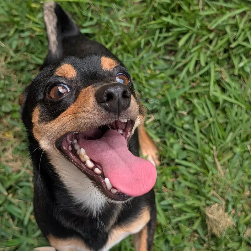 An adult medium-sized male Yellow / Tan / Blond / Fawn Miniature Pinscher dog named Cal for adoption in Baton Rouge, LA
