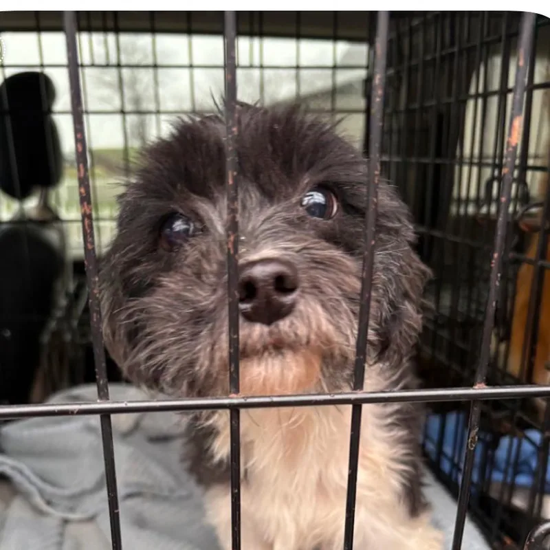 An adult small-sized female Black Havanese dog named Harriett for adoption in Normal, IL