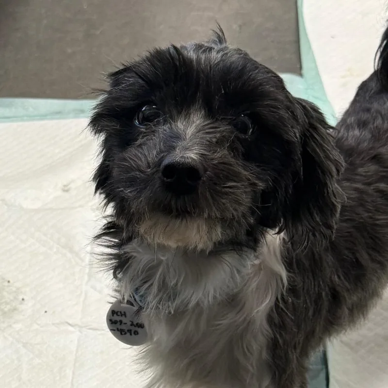 Harriett thumbnail 2