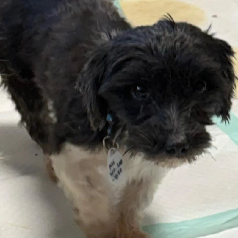 Harriett thumbnail 3