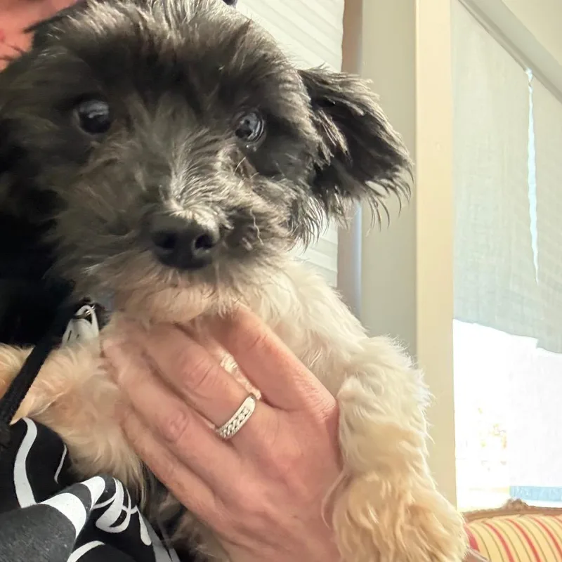 Harriett thumbnail 4