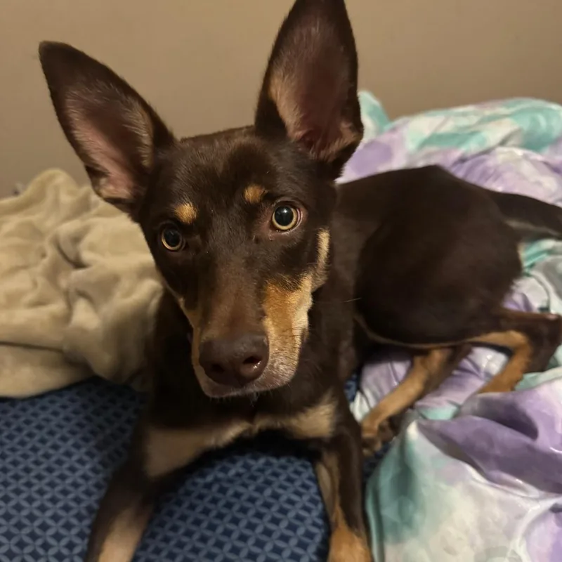 A young medium-sized female Brown / Chocolate Australian Kelpie dog named Tina D for adoption in Minnetonka, MN
