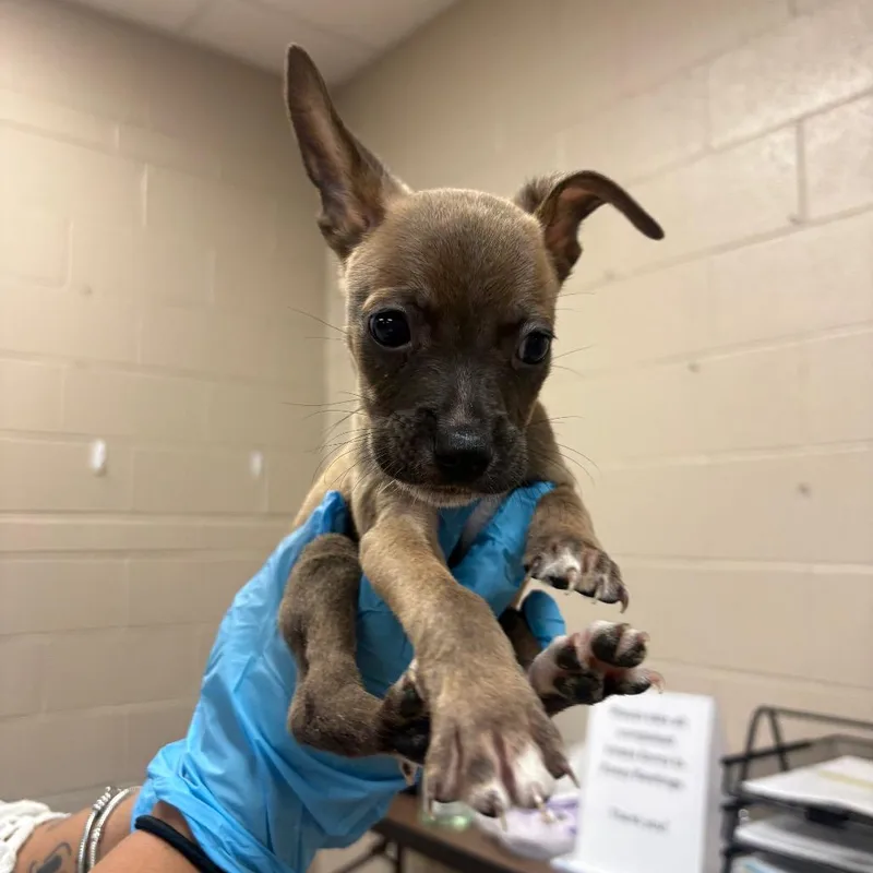 A baby small-sized male Black Chihuahua dog named Draco for adoption in Birmingham, AL