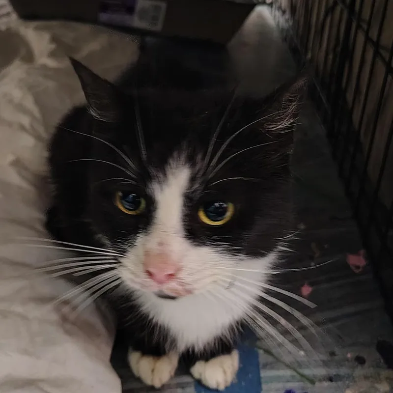 An adult medium-sized female Black Domestic Short Hair cat named Lusia for adoption in Coos Bay, OR