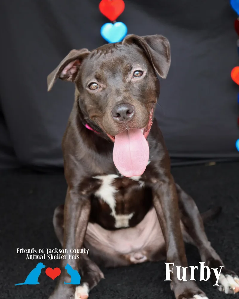 A baby medium-sized female Black Pit Bull Terrier dog named Furby for adoption in Ocean Springs, MS